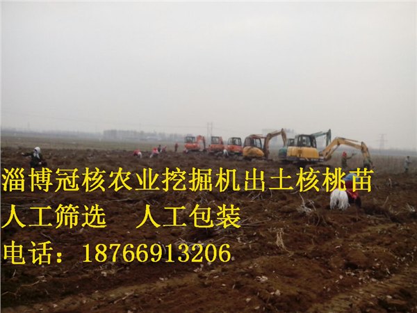 出售优质核桃苗/8518核桃苗/冠核一号核桃苗