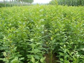 优质白蜡小苗供应基地