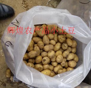 供应小土豆/土豆供货商/供应山东哪家小土豆最便宜数【辉煌】
