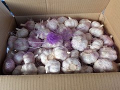 山东最大的大蒜出口贸易公司——金乡巨晖蒜业