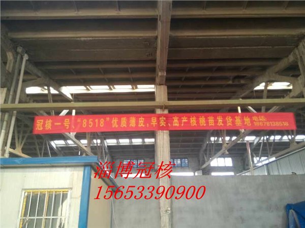 山东核桃苗，淄博核桃苗，8518核桃苗，冠核一号