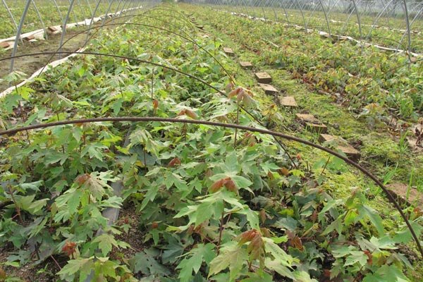 畅销山东【红点红枫苗】为哪家，奥德农业基地直销价