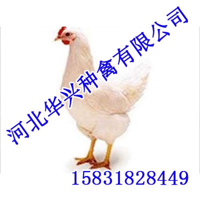 父母代种鸡-华兴种禽为您提供