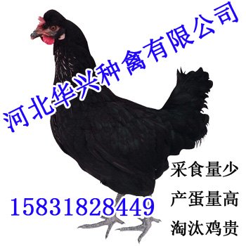 黑鸡-华兴种禽100%正品