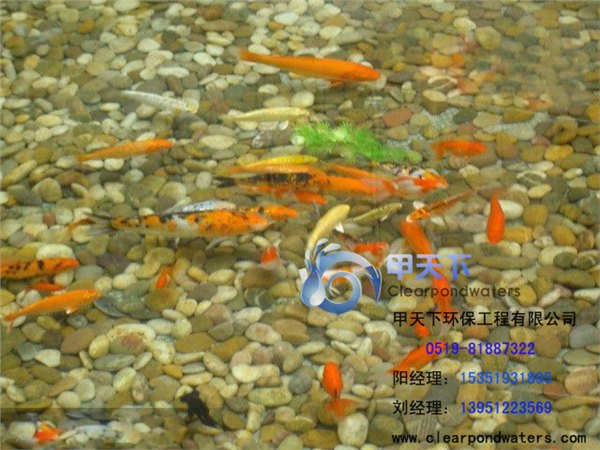 上海市锦鲤鱼池水过滤系统设计。