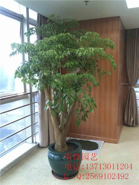 富贵树 东莞盆景租赁 东莞花卉租摆 东莞绿化