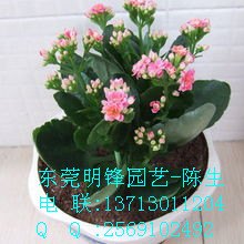 供应长寿花 东莞花卉租摆 东莞花卉租赁 东莞盆景租赁