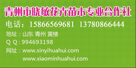 供应山东矮牵牛价格绿化矮牵牛批发优质草花基地