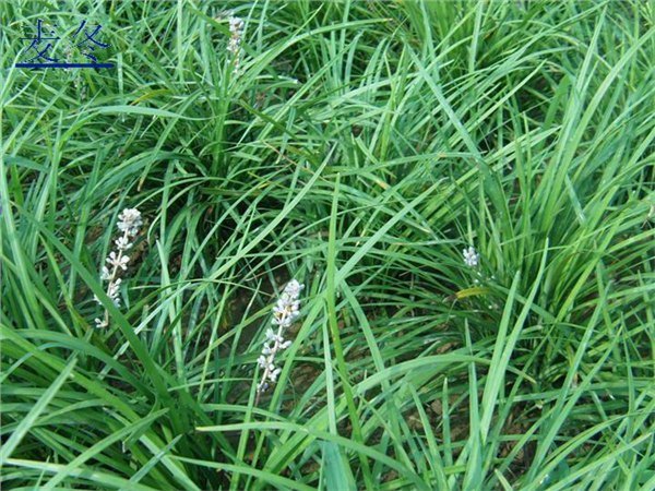 供应山东麦冬价格|宿根麦冬批发基地|绿化麦冬种植基地