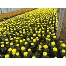 供应山东万寿菊价格|绿化草花万寿菊批发|四季草花批发价格