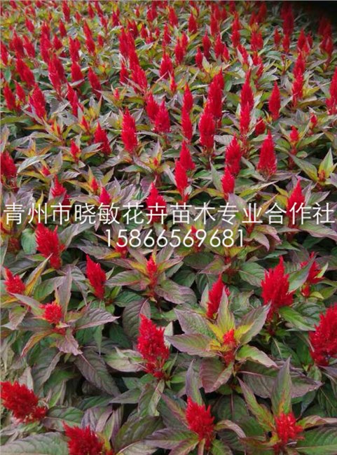 供应山东鸡冠花价格|绿化鸡冠花批发|青州鸡冠花基地