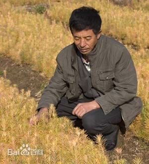 大榛子、冷杉、红豆杉苗、红松、花秋、枸杞等多种苗木