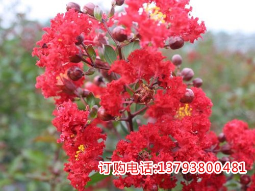 泰安红火箭紫薇，泰安红火箭紫薇批发，泰安现代红枫园林