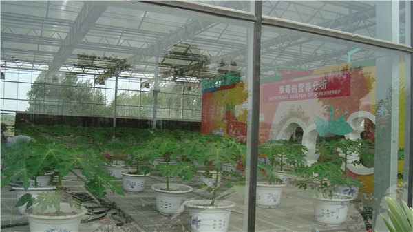 质量一流的高档玻璃温室市场价格情况
