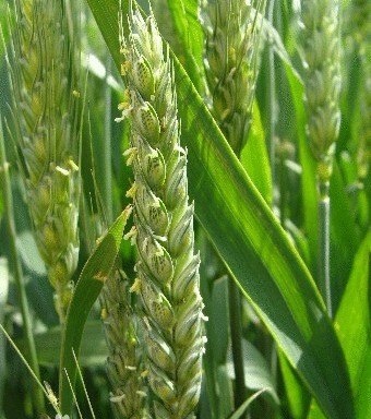 安阳口碑好的宏祥粮食供货商