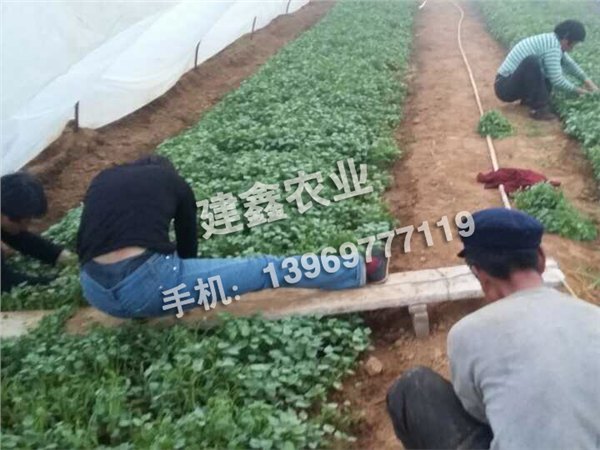 口碑好的烟薯25种苗首选建鑫农业