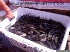 黑鱼苗哪里好，黑鱼苗价格，最大的黑鱼苗供应商