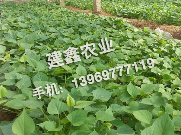 供应山东新型红薯苗