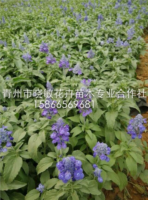 供应蓝花鼠尾草 宿根鼠尾草 一串蓝