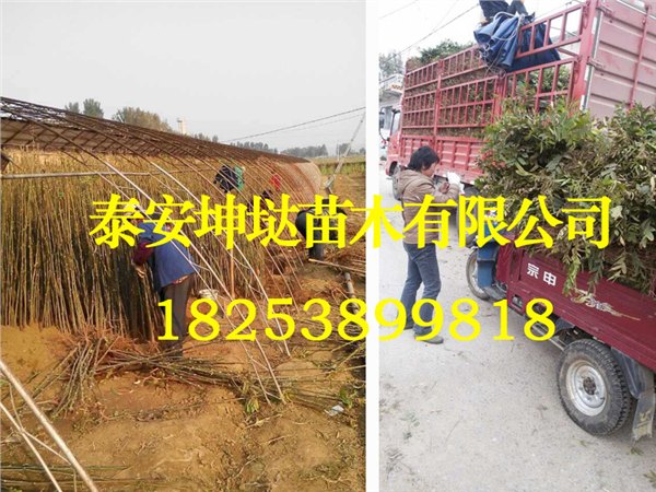 大棚专用红油香椿苗价格