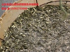黑鱼苗哪家好 济宁黑鱼苗基地-俊豪渔业
