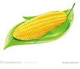 资阳现款收购优质小麦，优质玉米收购哪里有