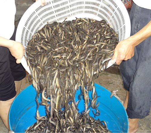 山东大量批发各种鱼苗