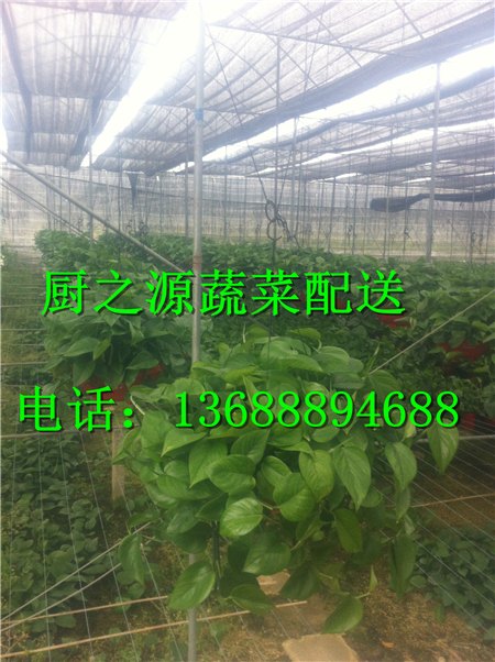 天河蔬菜配送食品送货公司