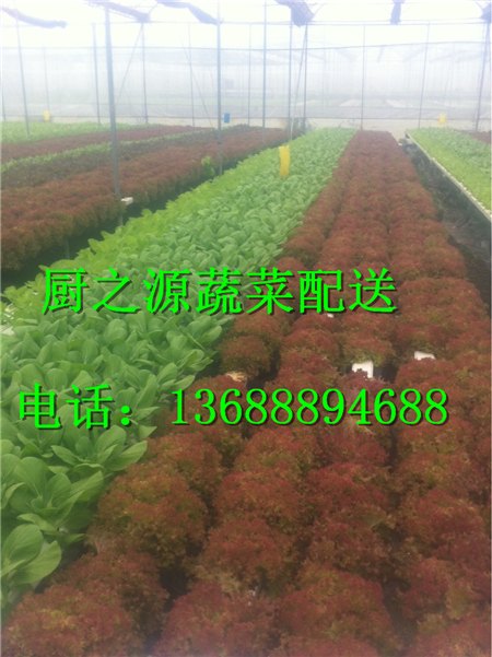 白云区送菜公司最大的配送中心