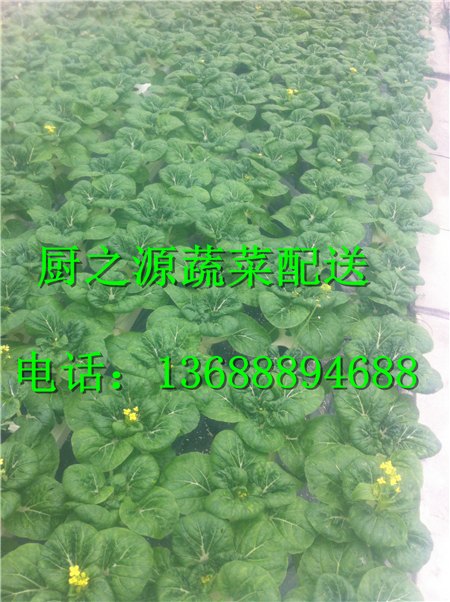 萝岗送菜公司一条龙服务