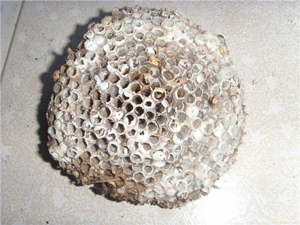 山东【蜂房】基地直销，价格便宜质量优，小伙伴们纷