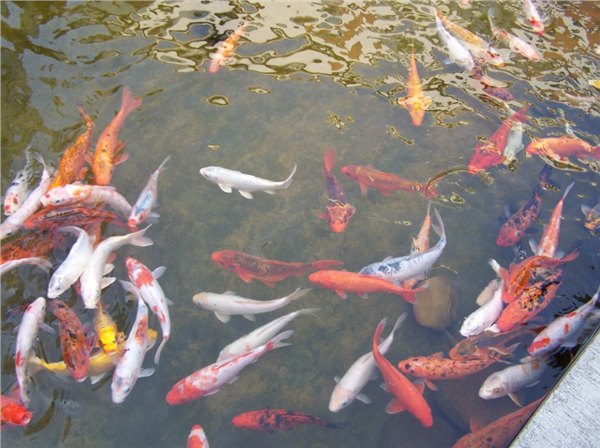 萧山养殖水处理、余杭养殖水处理、桐乡养殖水处理、德清养殖水处理、安吉养