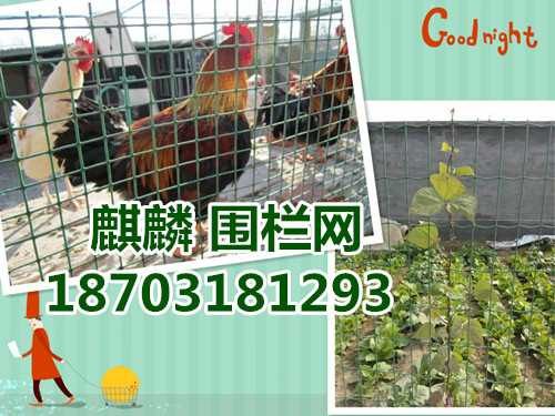 安平铁丝围栏网厂家-铁丝围栏网防护