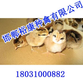 邯郸柴鸡苗孵化场【邯郸裕康种禽】