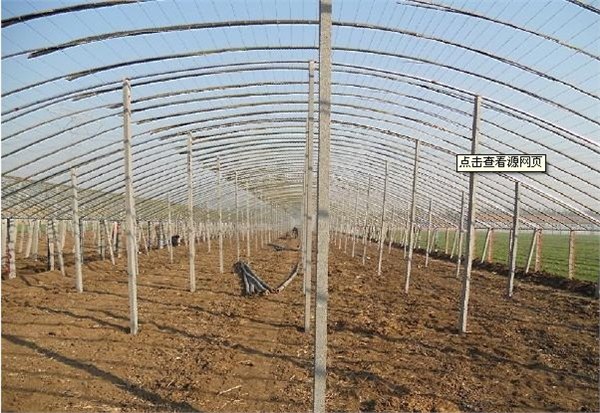 拱棚建造，有品质的有立柱拱棚市场价格情况