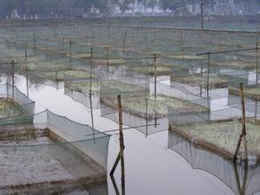 长春当地的黄鳝养殖网厂家、哪家好？辽宁铭湾不将就