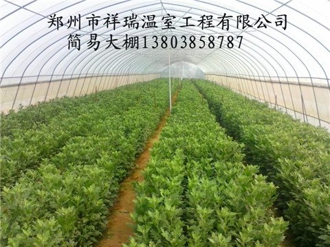 郑州日光温室大棚建造技术如何搭建蔬菜大棚冬暖棚建造方法