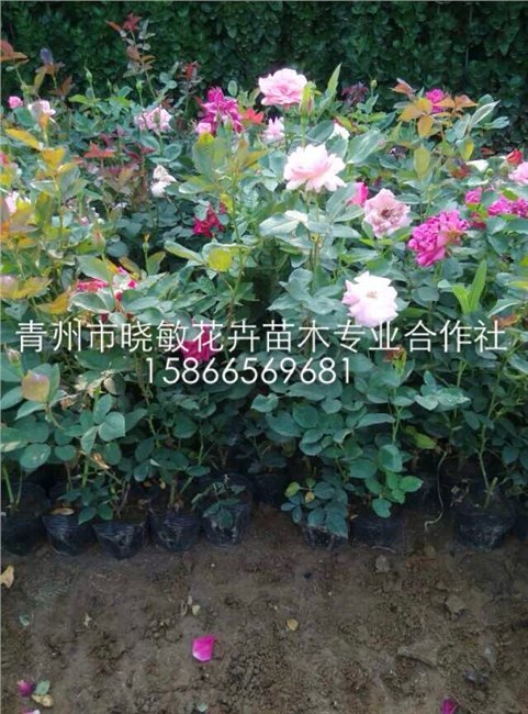 供应大花月季价格 供应月季价格
