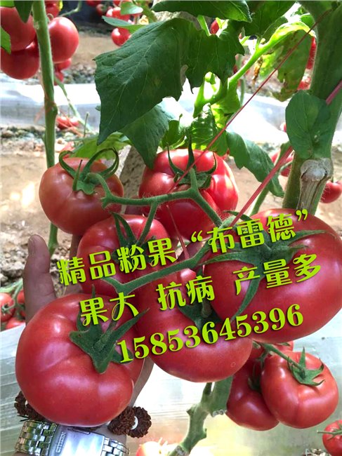 寿光绿兴种苗