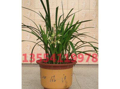 武汉绿植租赁|武汉盆景租赁|武汉植物出租|武汉花