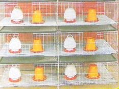 甘肃养鸡设备生产厂家