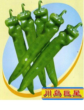 寿光绿兴种苗