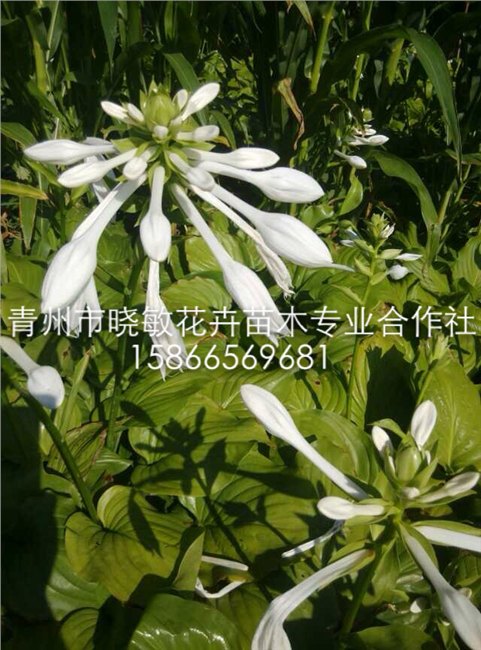 供应玉簪价格 供应玉簪批发价格