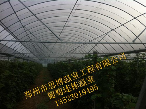 葡萄温室大棚葡萄大棚建造最低价格