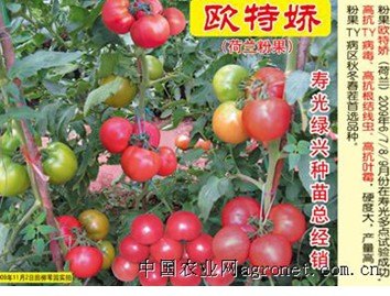 寿光绿兴种苗