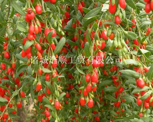 供应厂家直销/枸杞清洗烘干流水线