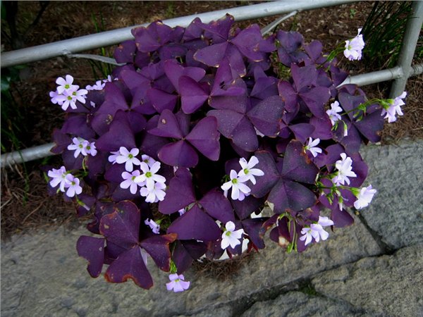 山东紫叶酢浆草——山东哪里供应的紫叶酢浆草品质好