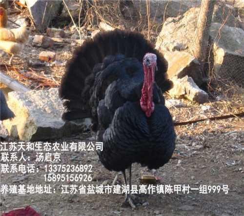 种火鸡苗/养殖火鸡苗