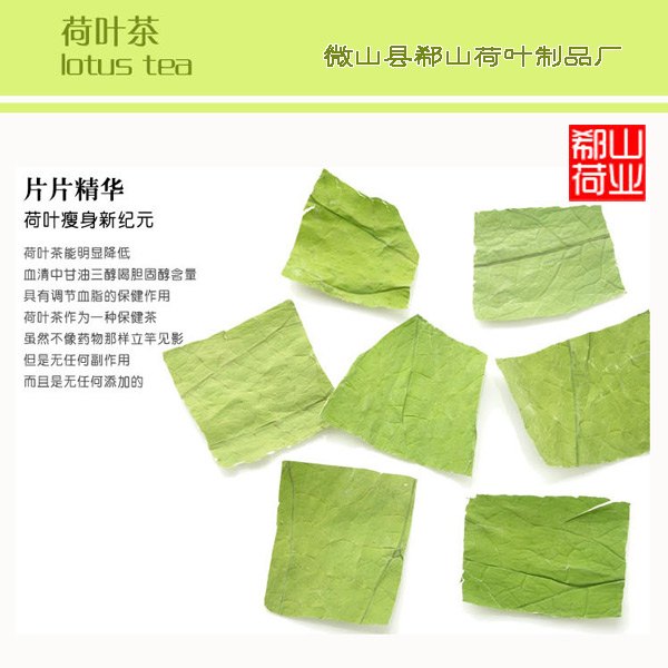 批发优质微山湖荷叶条荷叶价格