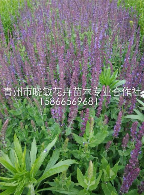 鼠尾草价格 鼠尾草批发价格 山东鼠尾草价格 宿根鼠尾草价格